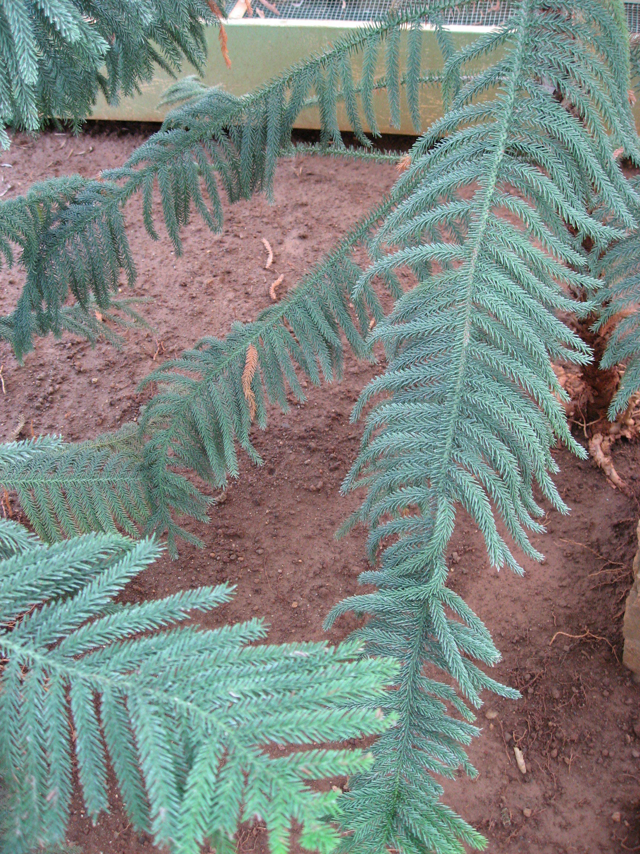 Image of Araucaria luxurians (Brongn. & Gris) de Laub.