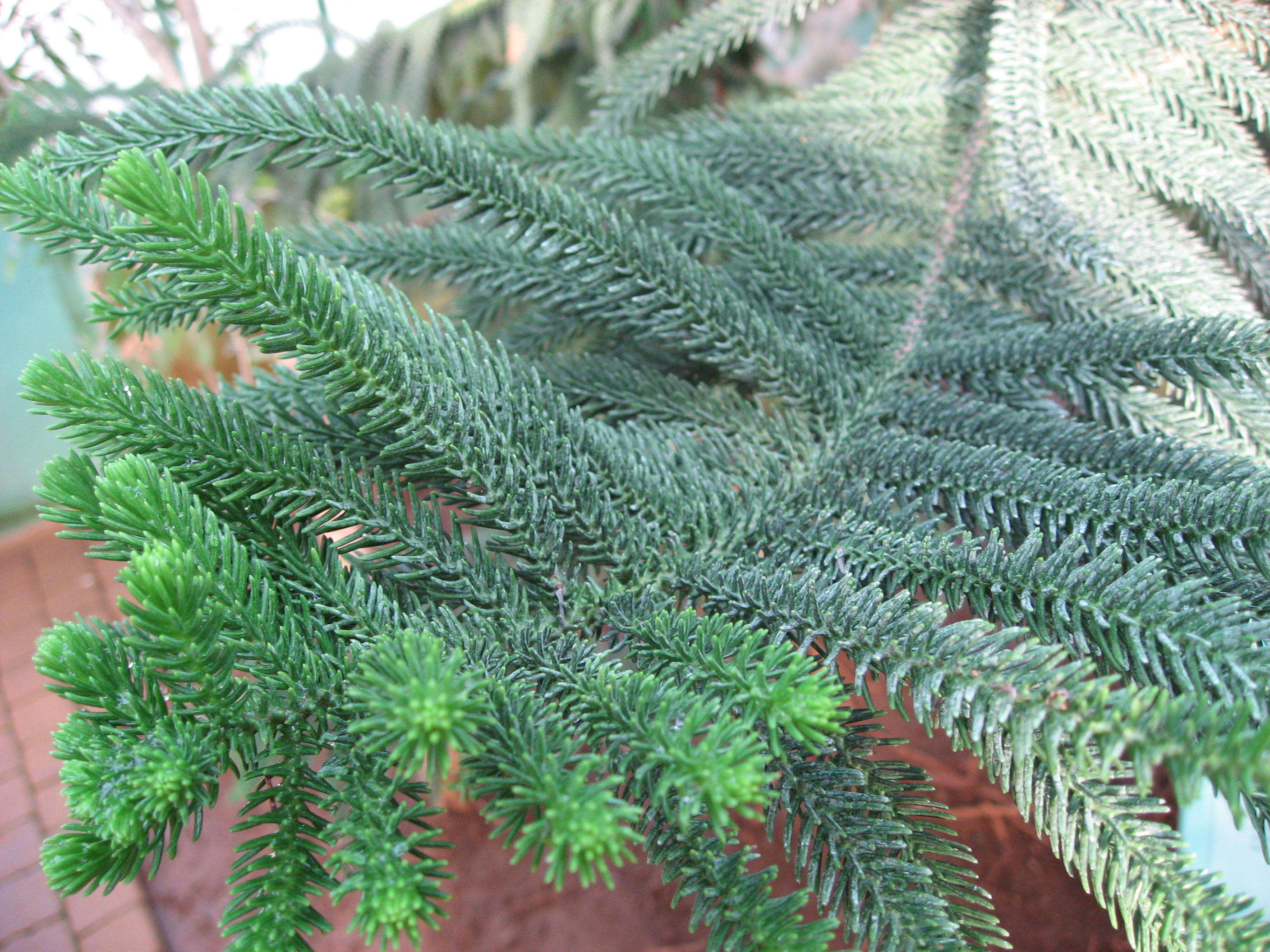 Image of Araucaria luxurians (Brongn. & Gris) de Laub.