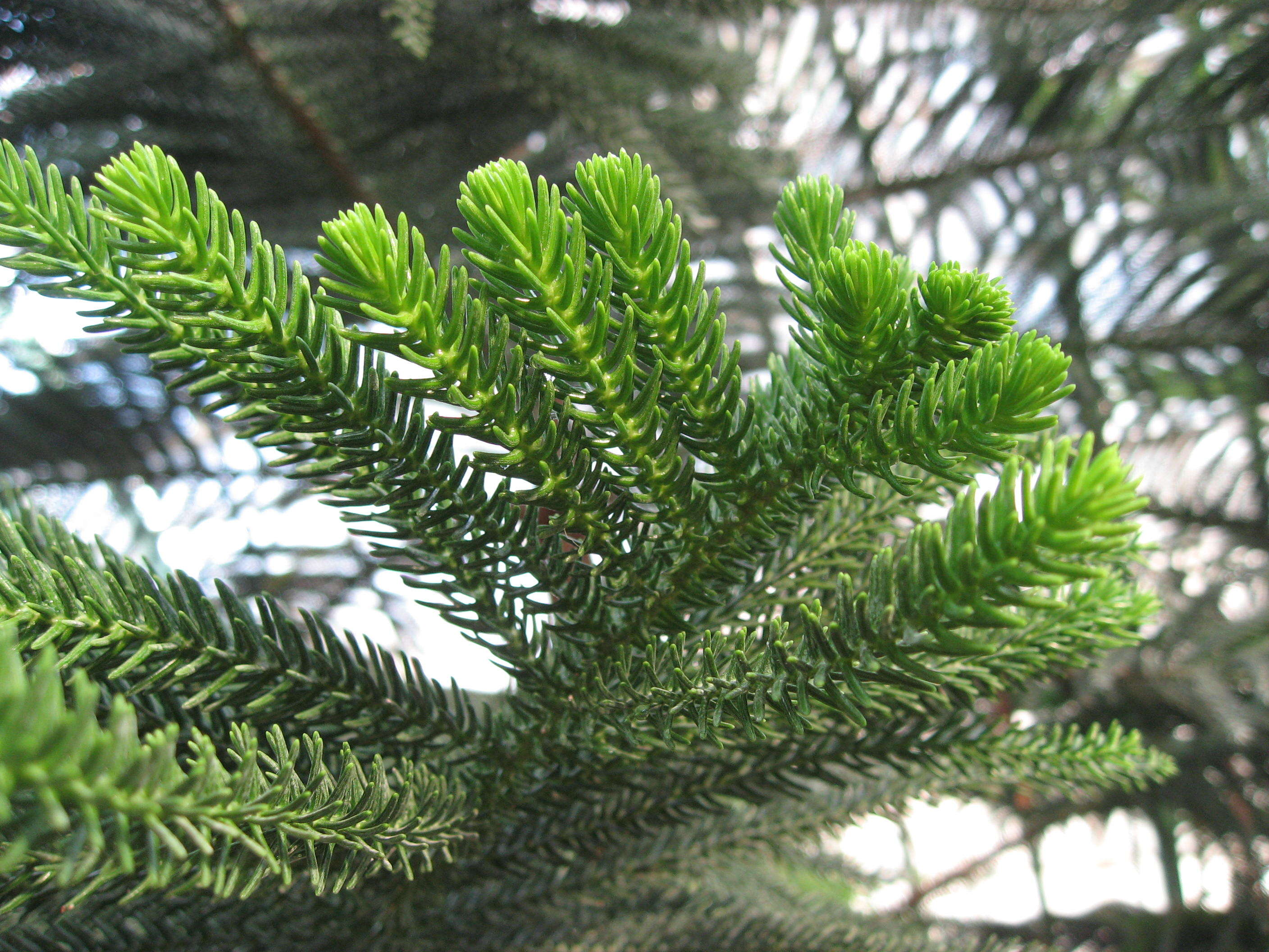 Image of Araucaria luxurians (Brongn. & Gris) de Laub.