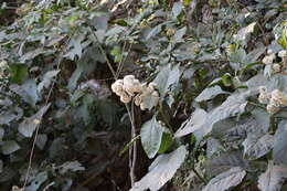 Image of Critonia quadrangularis (DC.) R. King & H. Rob.