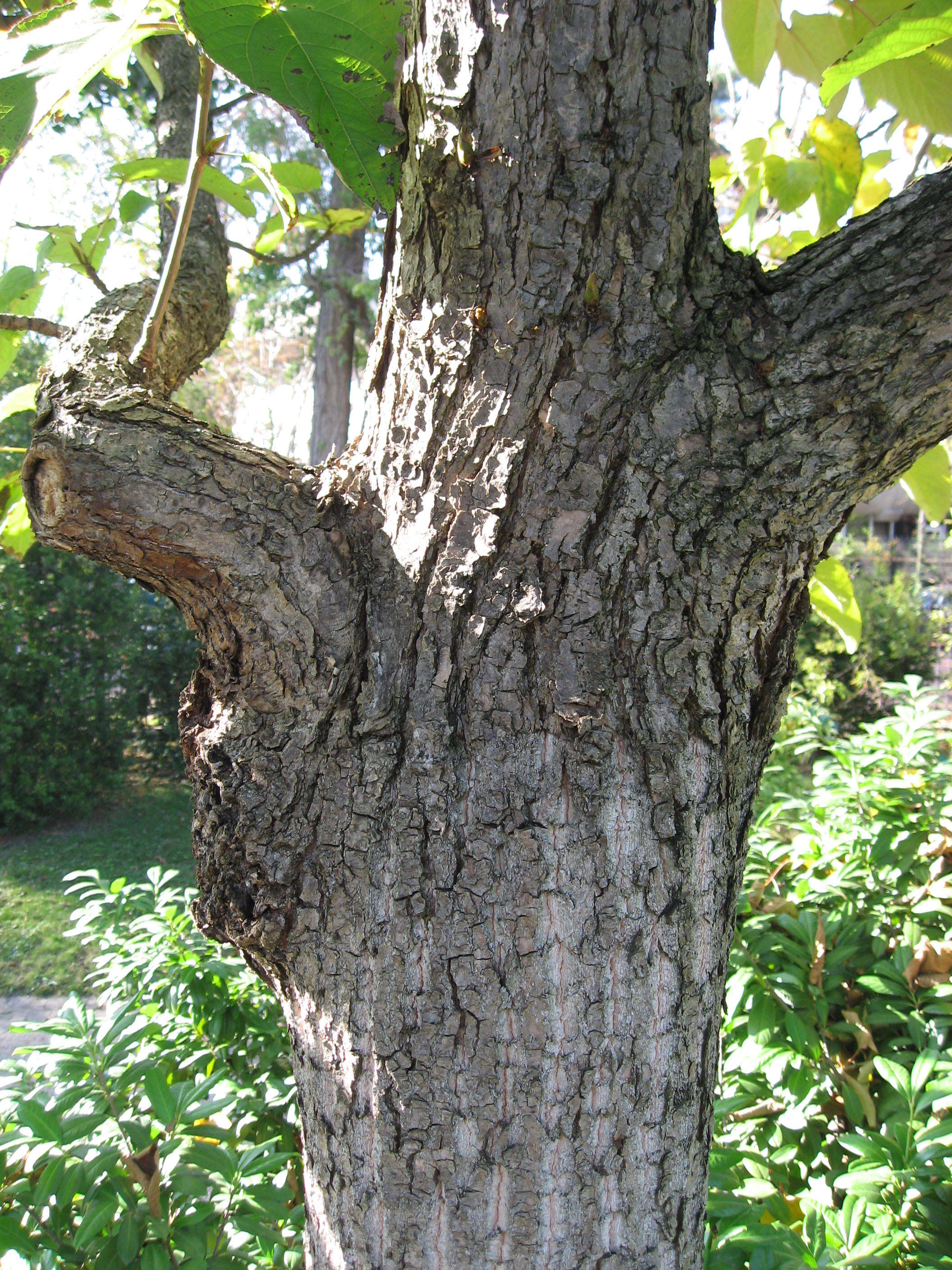 Image of Chinese Necklace Poplar