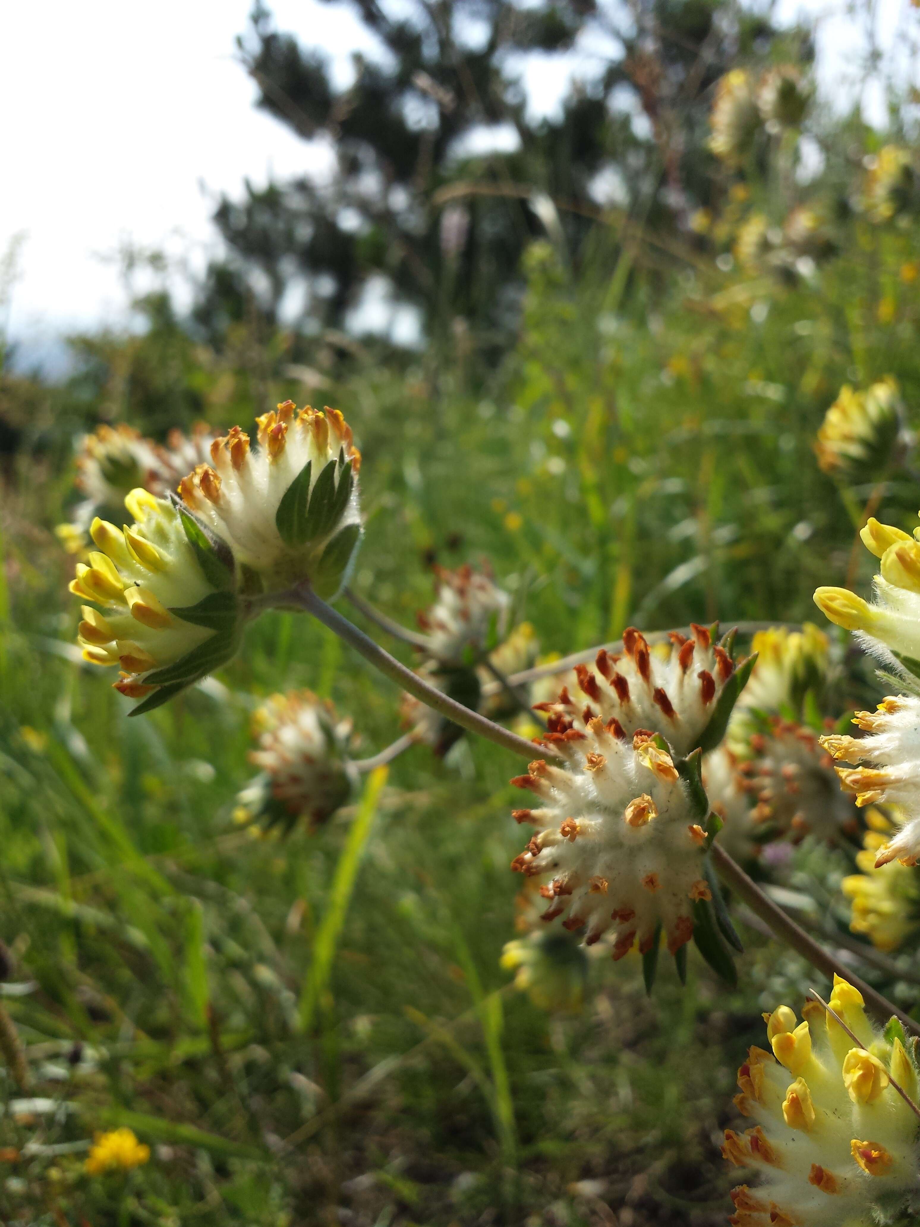 Слика од Anthyllis vulneraria L.