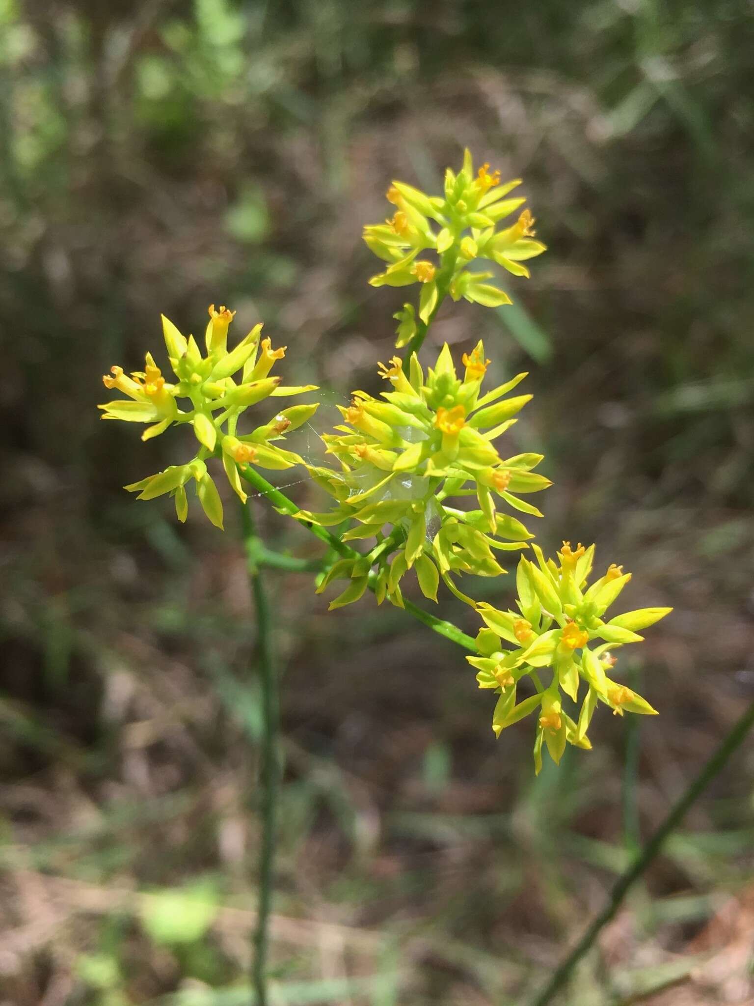 Image of tall pinebarren milkwort