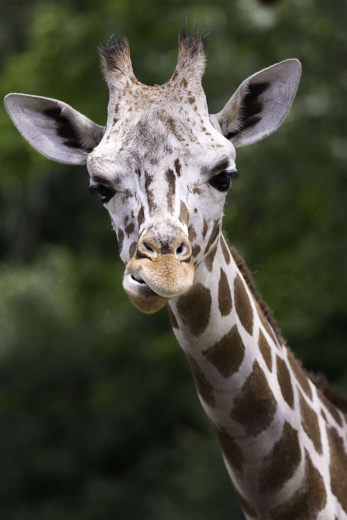 Image of Giraffe