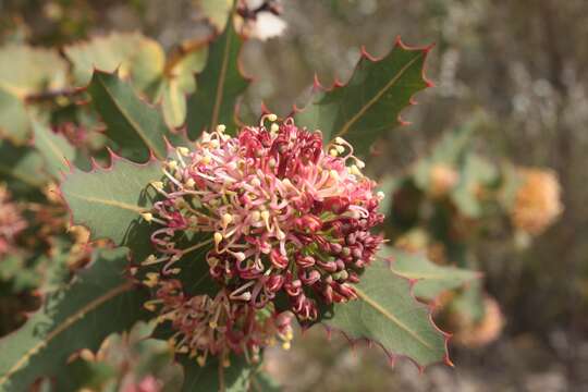 Image of Hakea amplexicaulis R. Br.