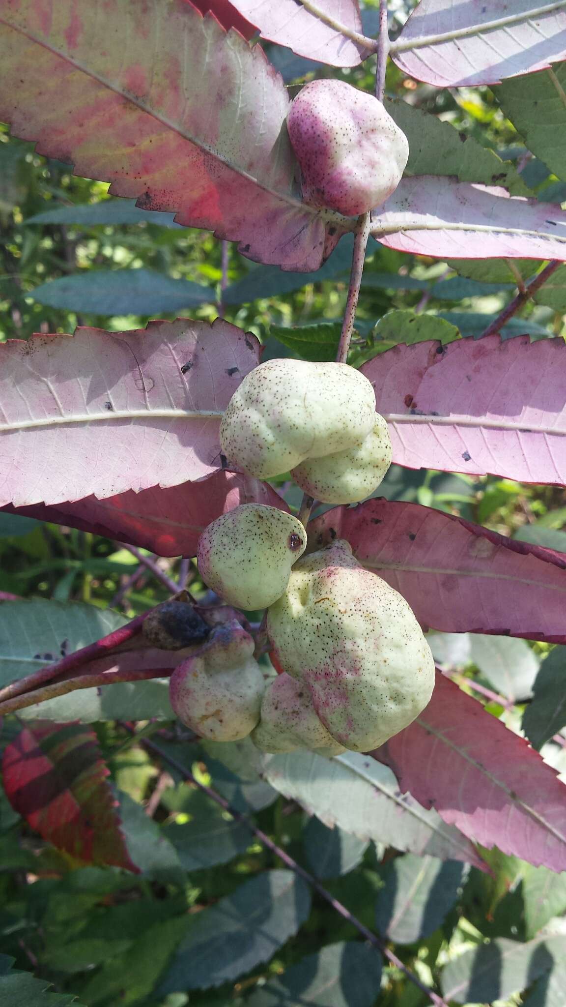 Image of Sumac Gall Aphid