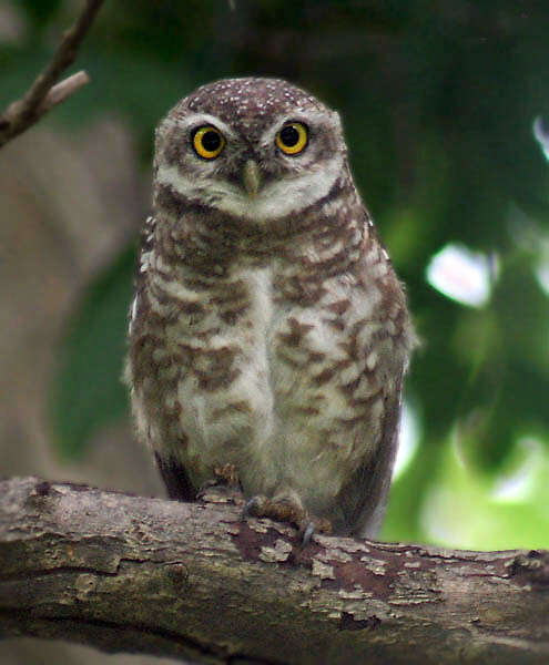 Image of Spotted Owlet