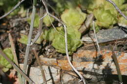 Image of Haworthia cymbiformis (Haw.) Duval