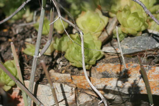 Image of Haworthia cymbiformis (Haw.) Duval