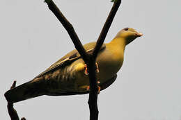 Image of Yellow-footed Green Pigeon