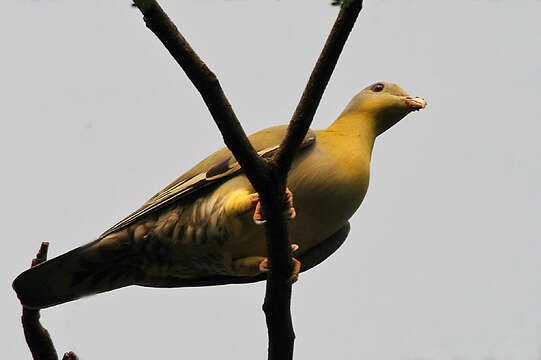 Слика од Treron phoenicopterus (Latham 1790)