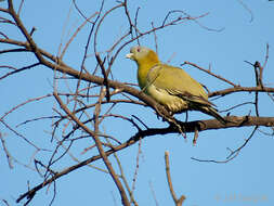 Image of Yellow-footed Green Pigeon