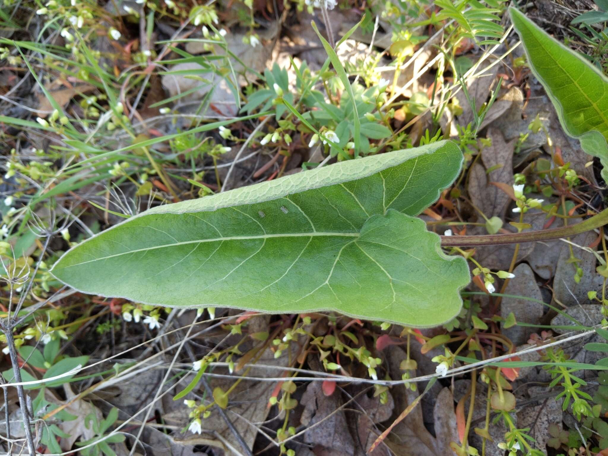 Image of Carey's balsamroot