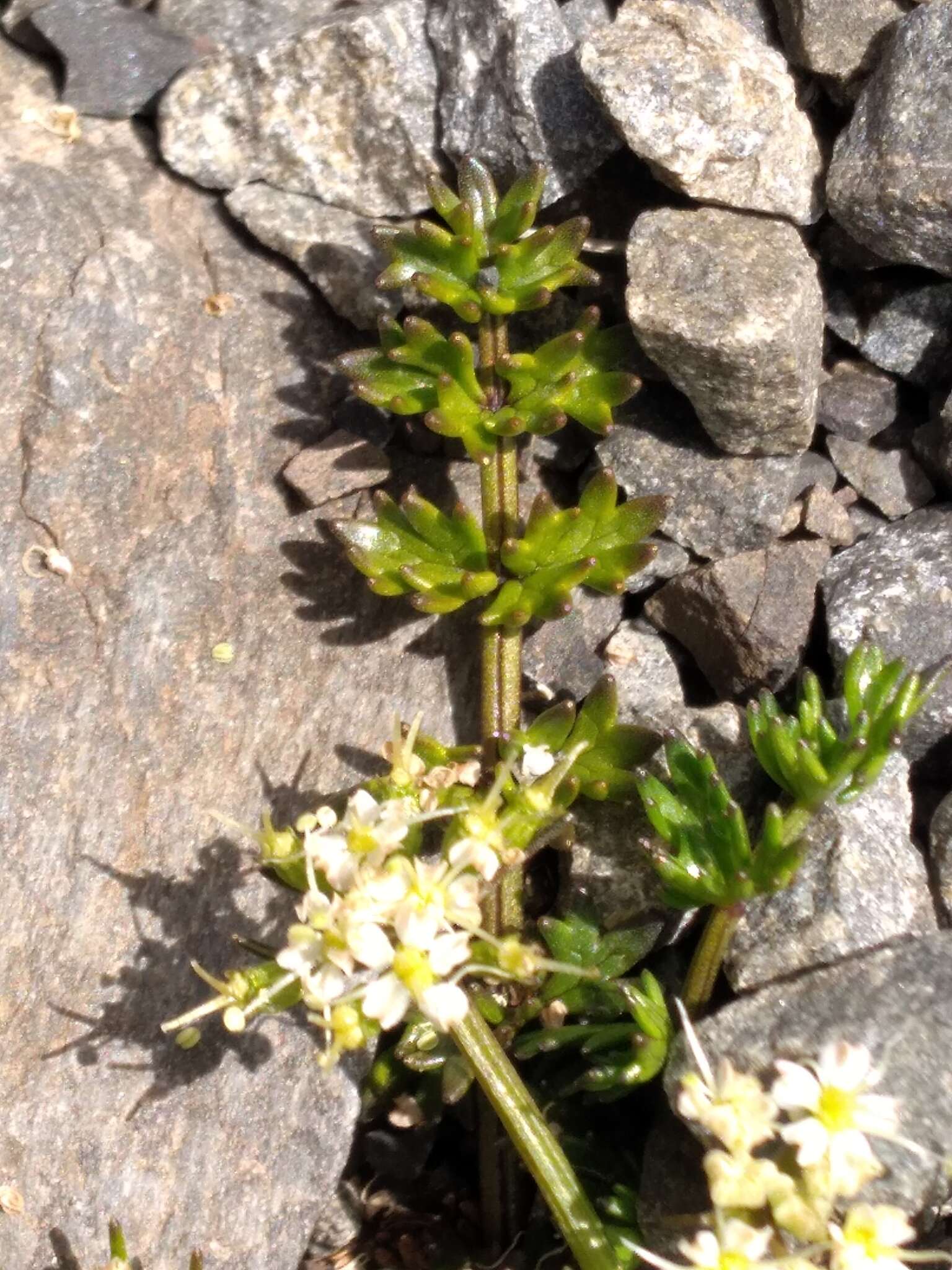 Imagem de Gingidia decipiens (Hook. fil.) J. W. Dawson