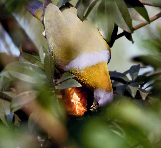 Слика од Treron phoenicopterus (Latham 1790)