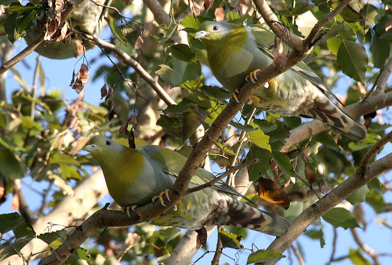 Слика од Treron phoenicopterus (Latham 1790)