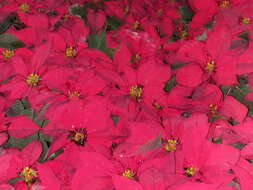 Image of poinsettia