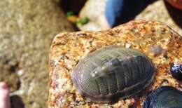 صورة Chiton cumingsii Frembly 1827