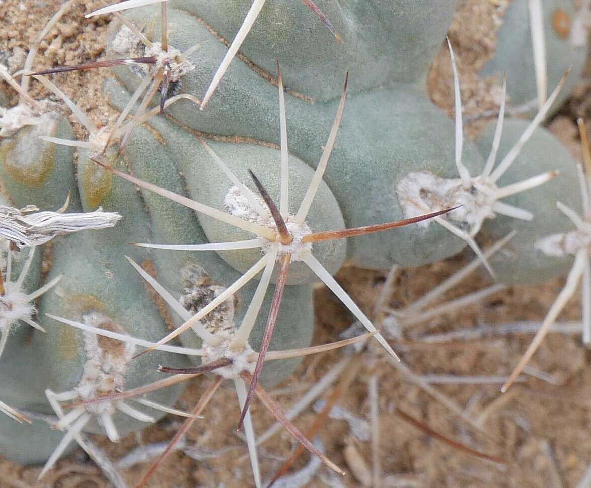 صورة Sclerocactus glaucus (K. Schum.) L. D. Benson