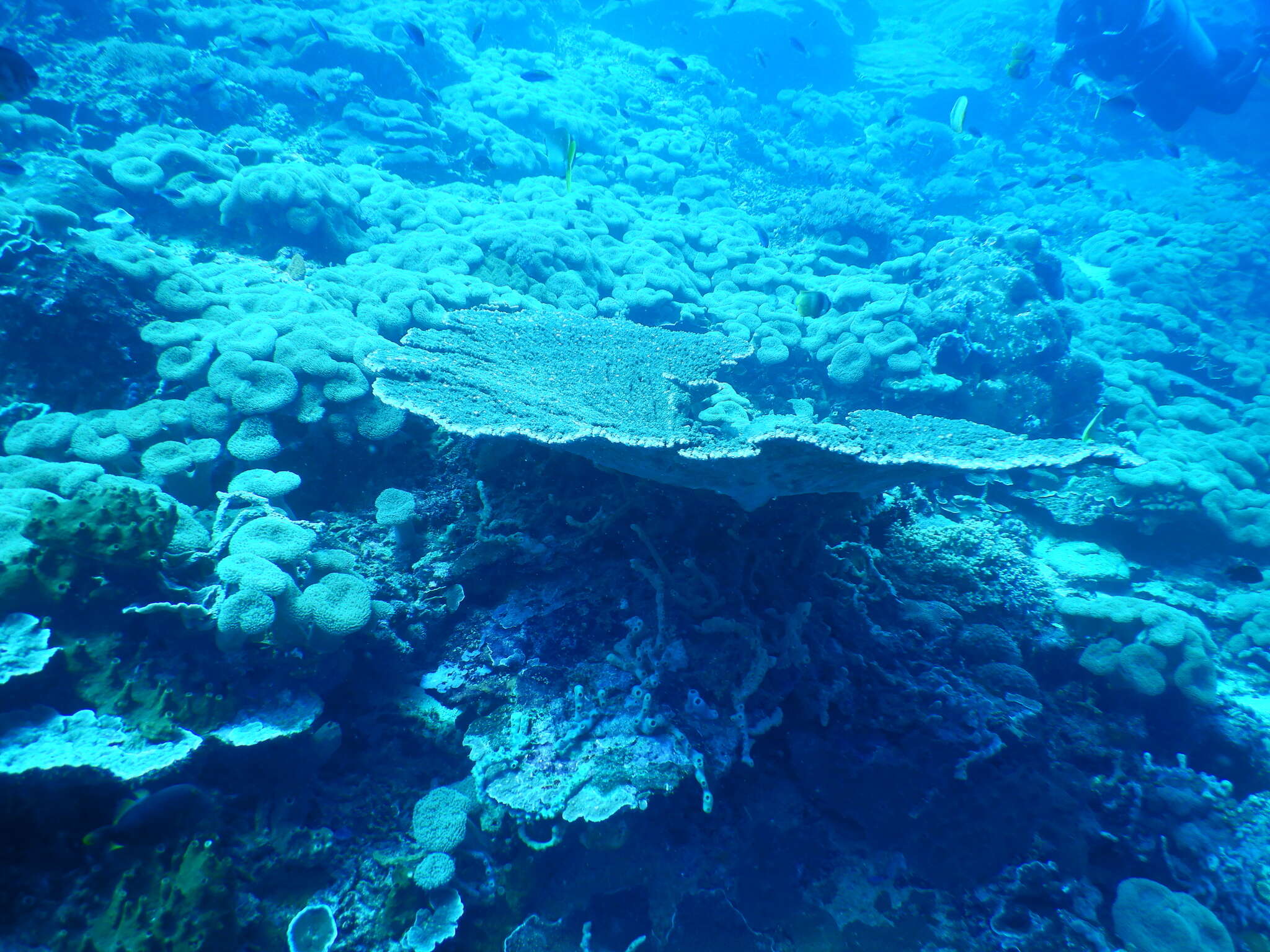 Image of Table coral