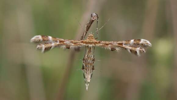 Image of Oxyptilus parvidactyla (Haworth 1811)