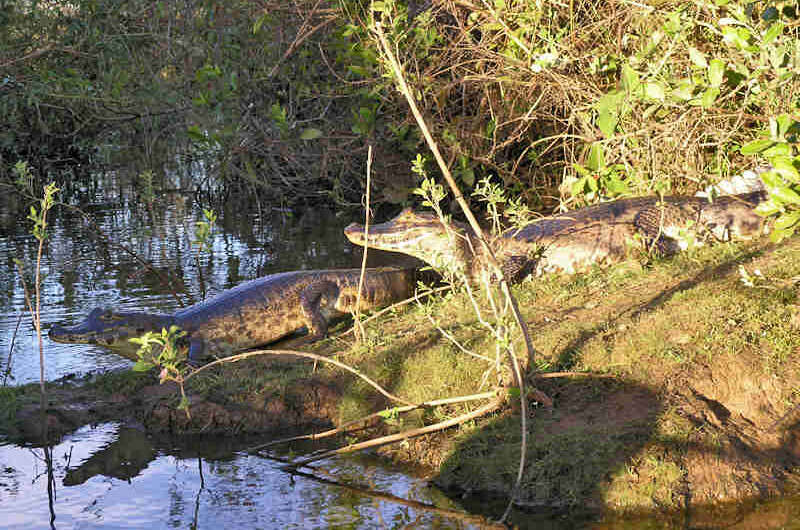 Image of Common Caiman