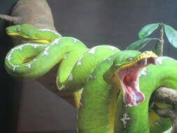 Image of Emerald Tree Boa