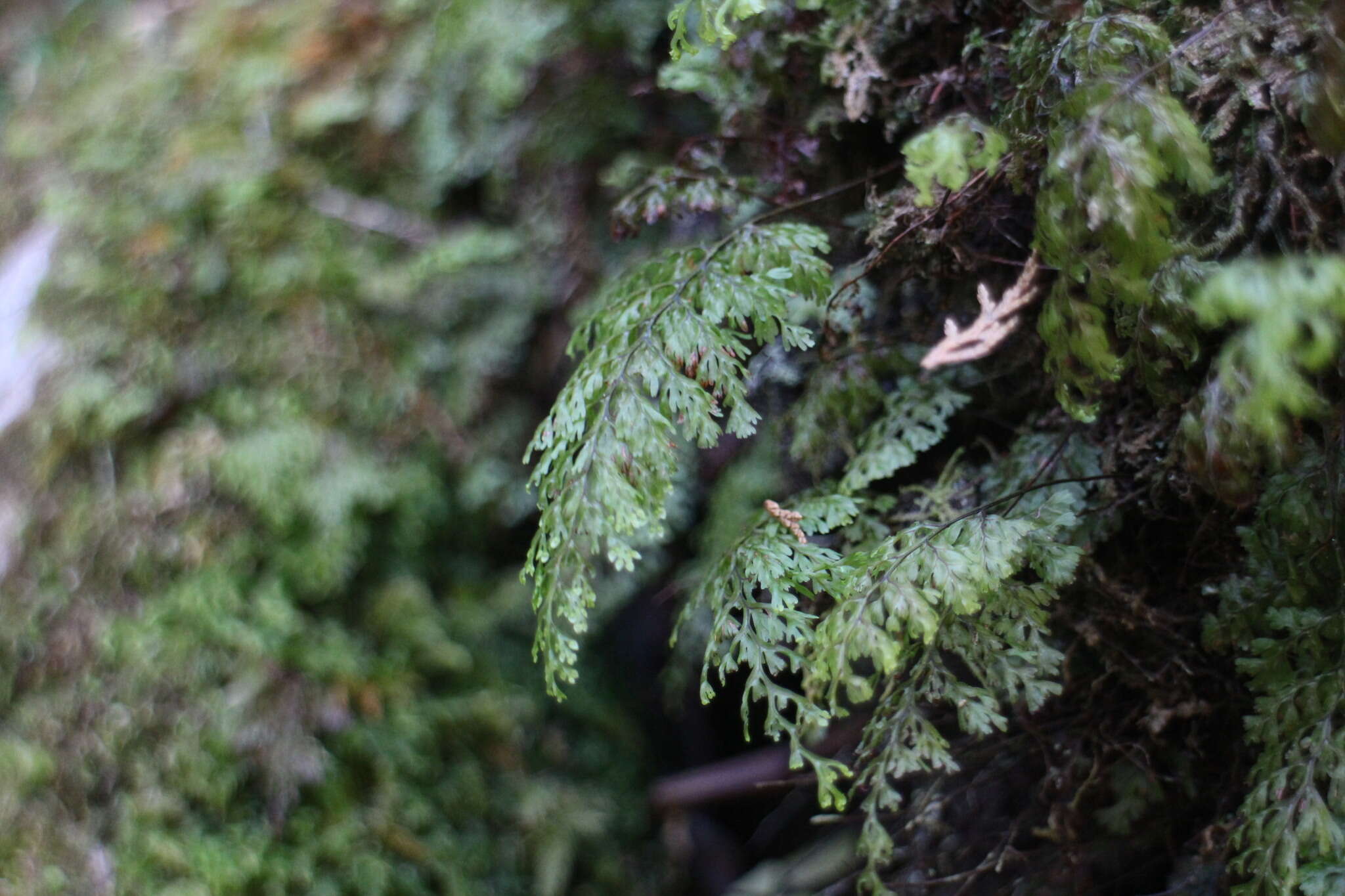 Image of Hymenophyllum paniculiflorum Presl