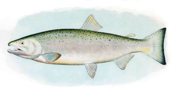 Image of Coho Salmon