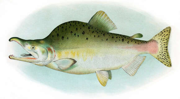 Image of Pink Salmon