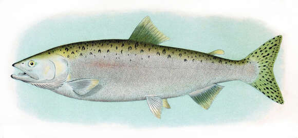 Слика од Oncorhynchus gorbuscha (Walbaum 1792)