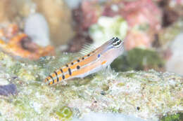 Image of Axelrod's Clown Blenny