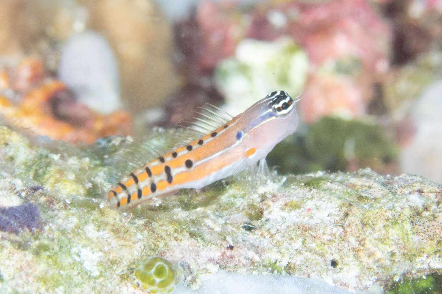 Image of Axelrod's Clown Blenny