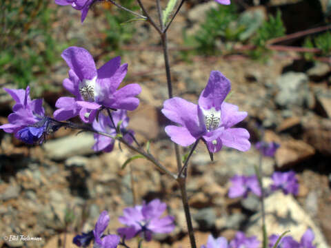 Imagem de Schizanthus laetus Phil.