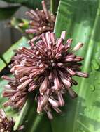 Dracaena fragrans (L.) Ker Gawl. resmi