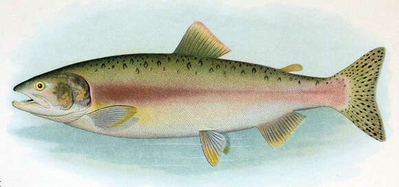 Image of Pink Salmon