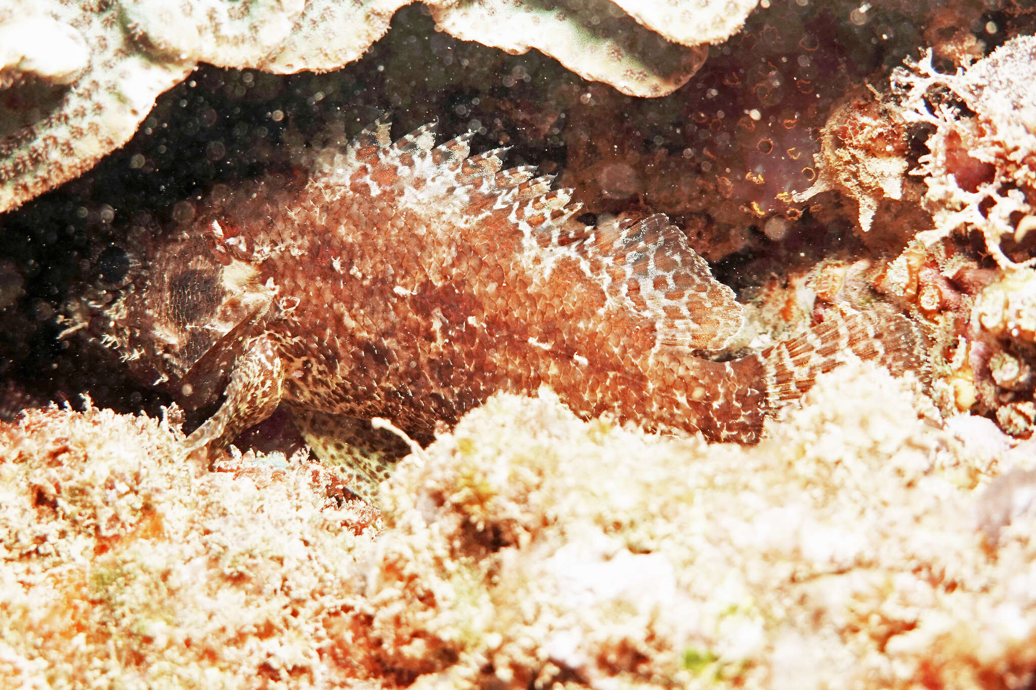 Image of Common scorpionfish