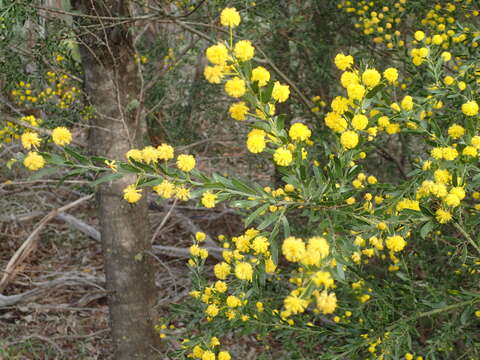 Image of Acacia tristis