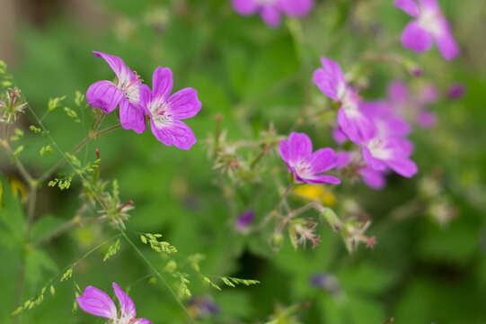 Image of Wood Crane's-bill