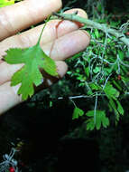 Image of parsley hawthorn