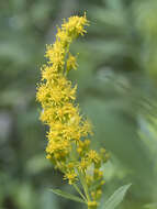 Image of Solidago elongata Nutt.