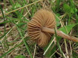 Image of Entoloma lanuginosipes Noordel. 1979