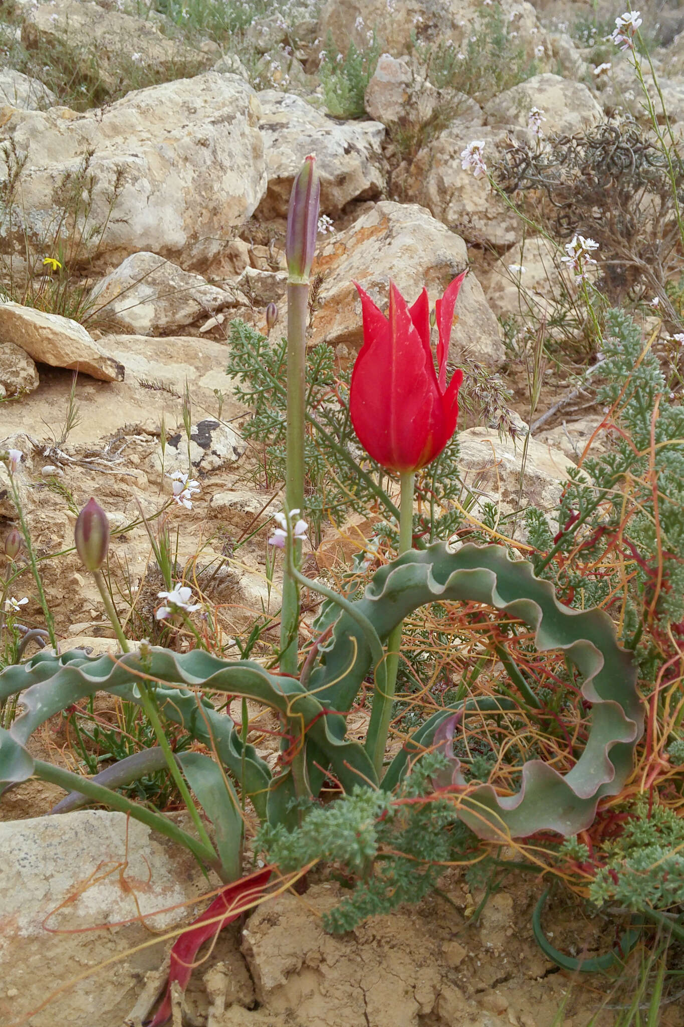 Tulipa systola Stapf的圖片