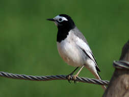 Image of Pied Wagtail and White Wagtail