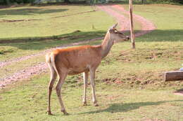 Image of Red Deer