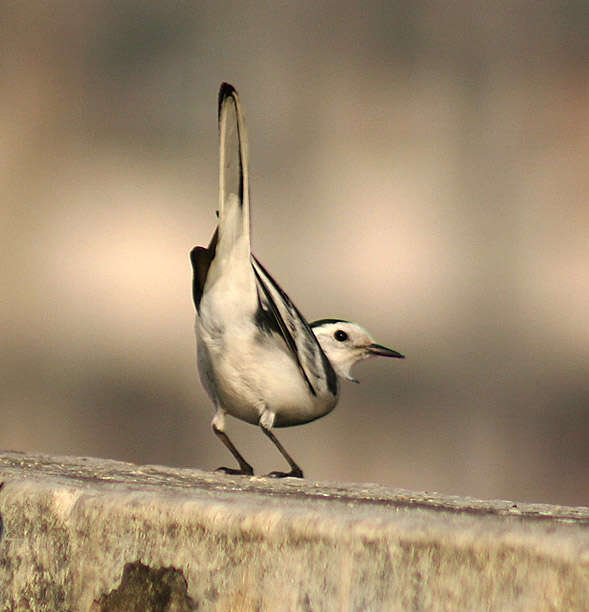 Image of Pied Wagtail and White Wagtail