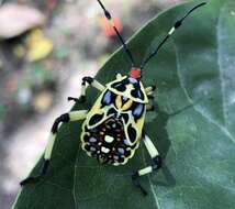 Pachylis laticornis (Fabricius 1798)的图像