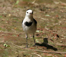 Image of Pied Wagtail and White Wagtail