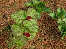 Imagem de Trillium chloropetalum (Torr.) Howell