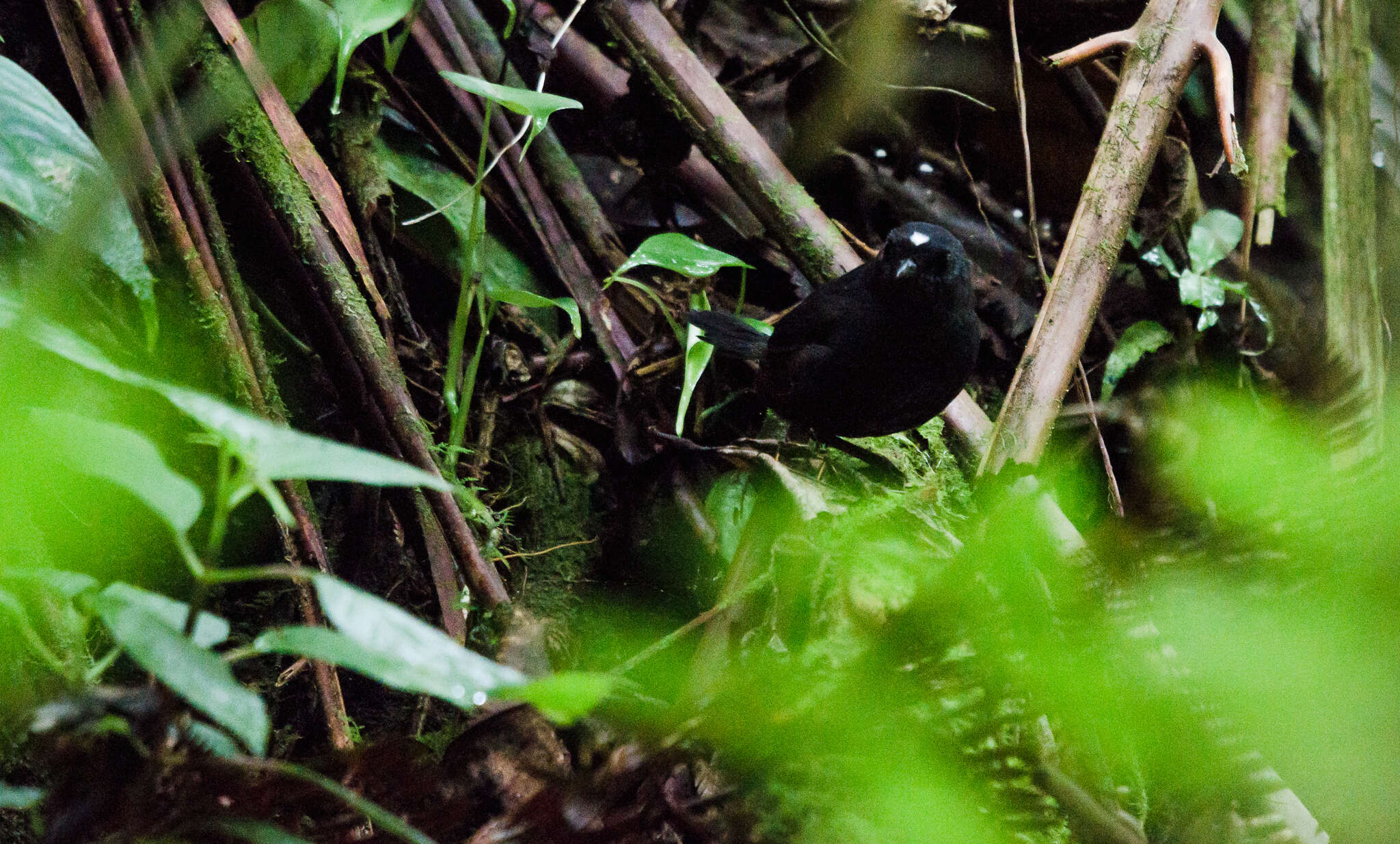 Image of Northern White-crowned Tapaculo